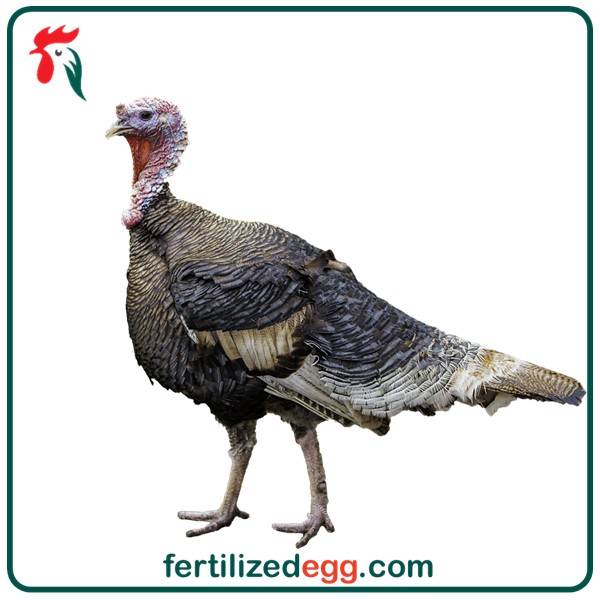 تخم نطفه دار بوقلمون برنز آمریکایی 